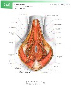 Sobotta  Atlas of Human Anatomy  Trunk, Viscera,Lower Limb Volume2 2006, page 247